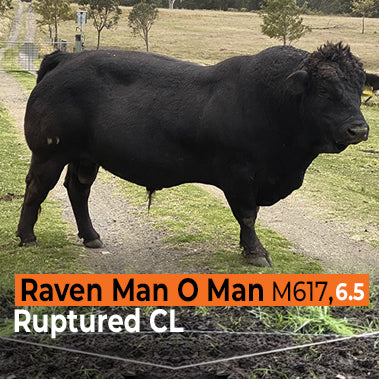 Raven Man O Man M617 on Rose-Hip Vital Equine