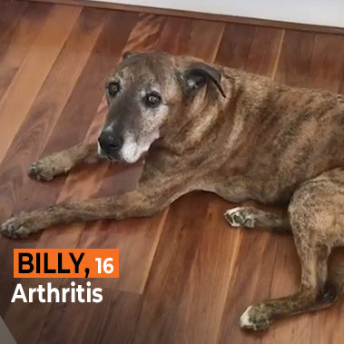 Billy on Rose-Hip Vital Canine