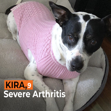 Kira on Rose-Hip Vital Canine