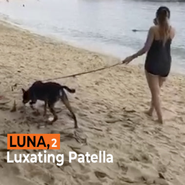 Luna on Rose-Hip Vital Canine