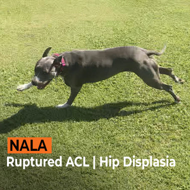 Nala on Rose-Hip Vital Canine