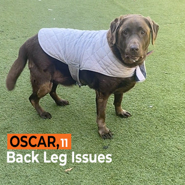 Oscar on Rose-Hip Vital Canine