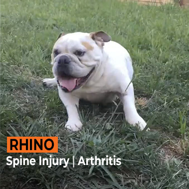 Rhino on Rose-Hip Vital Canine