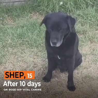 Shep on Rose-Hip Vital Canine