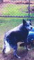 Bluey