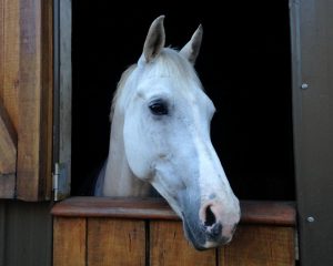 Louise Curran The Highs And Lows Of Dressage