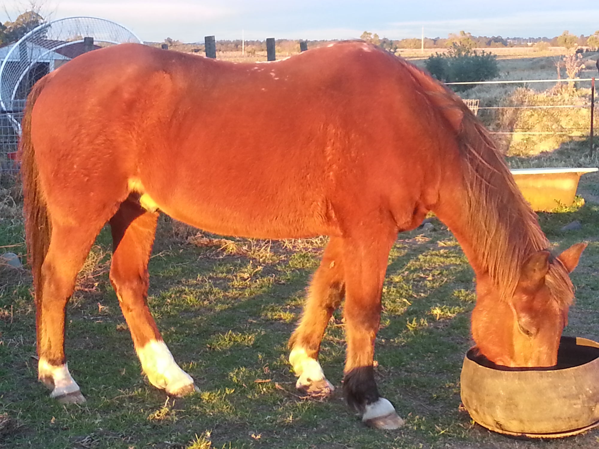 Warrior on Rose-Hip Vital Equine