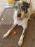 Billie on Rose-Hip Vital Canine