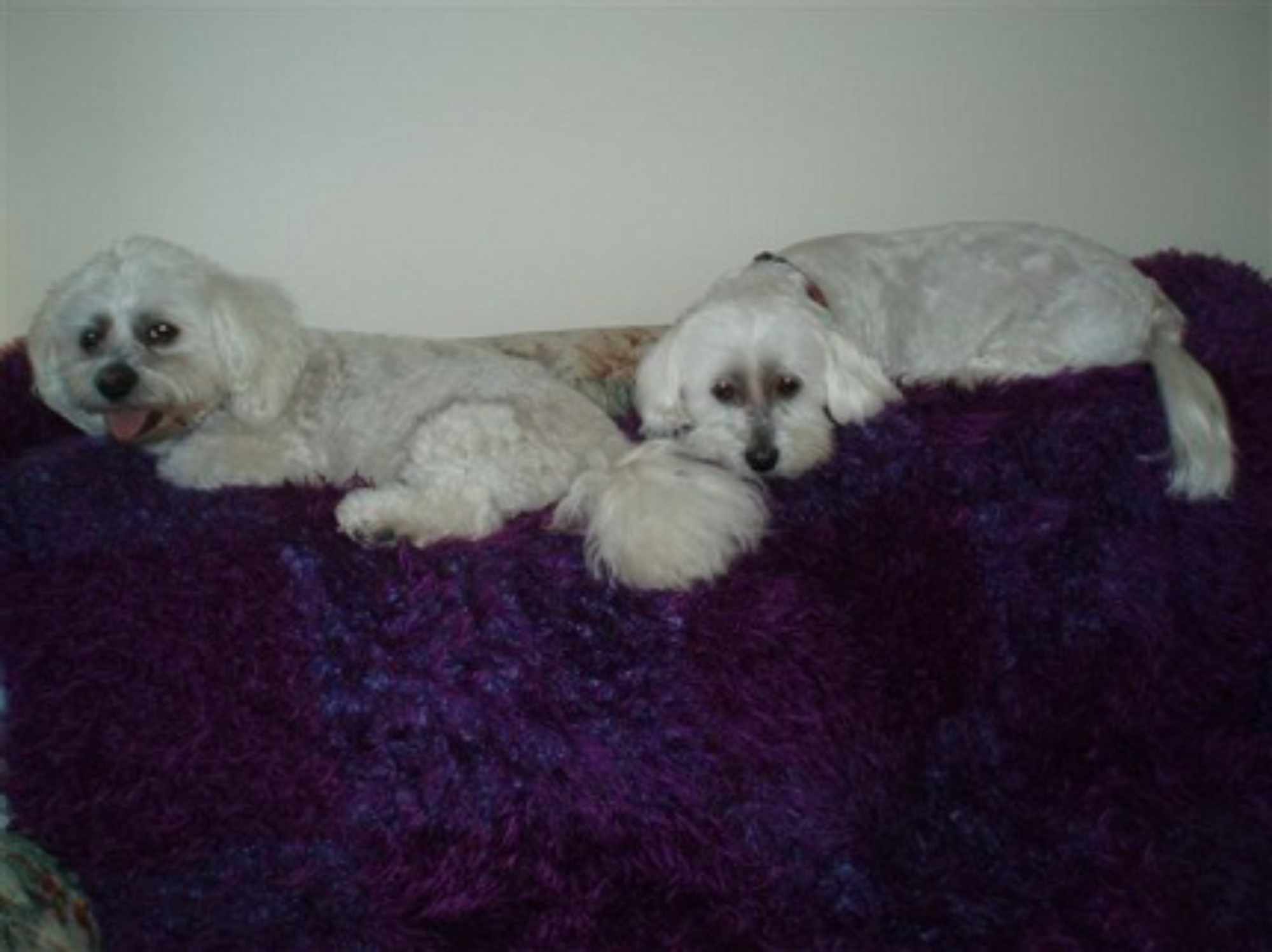 Casper & Lilli