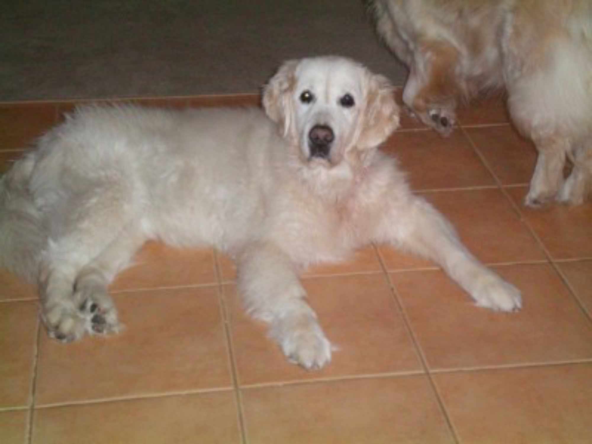 Kostya
