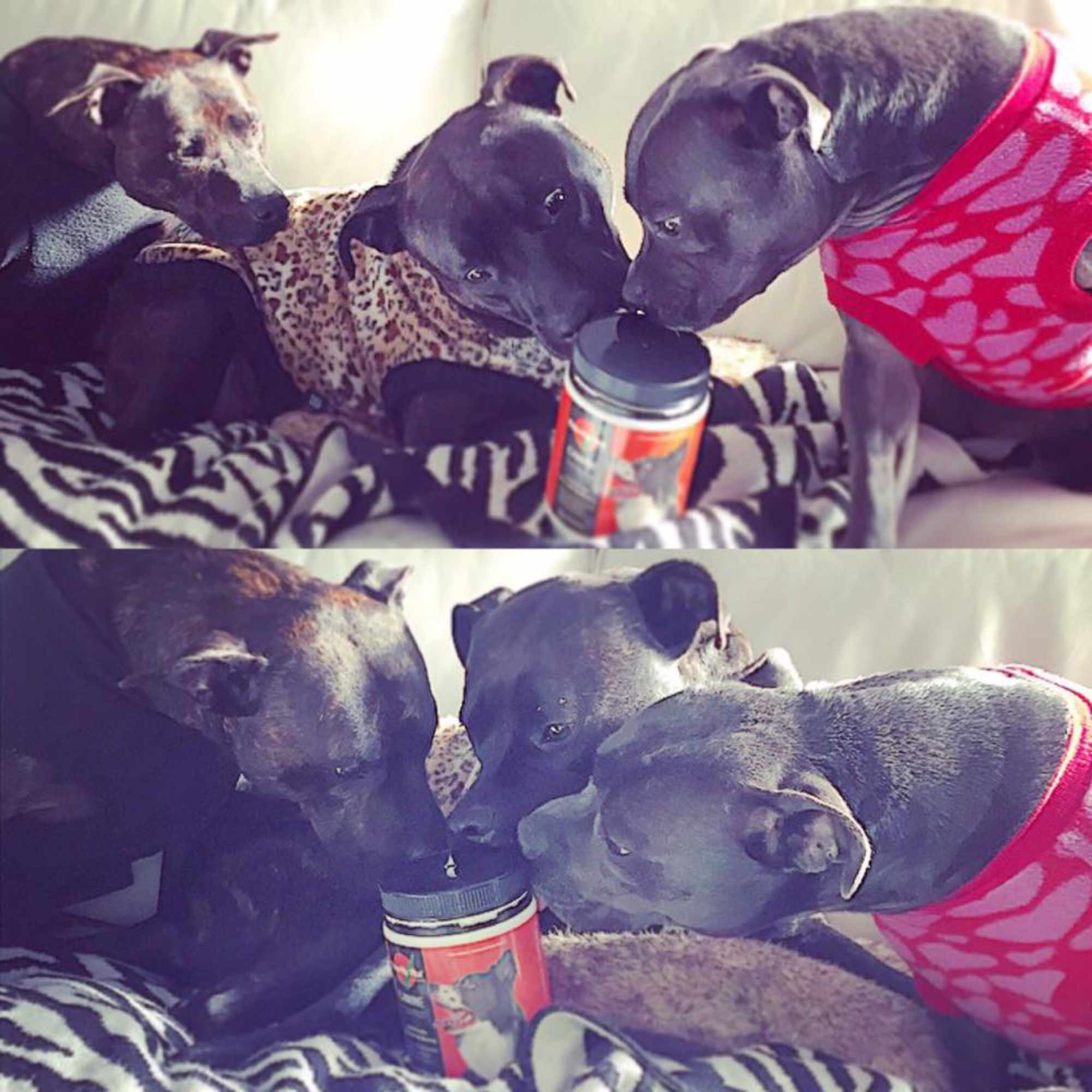 Kobi, Sasha & Clementine