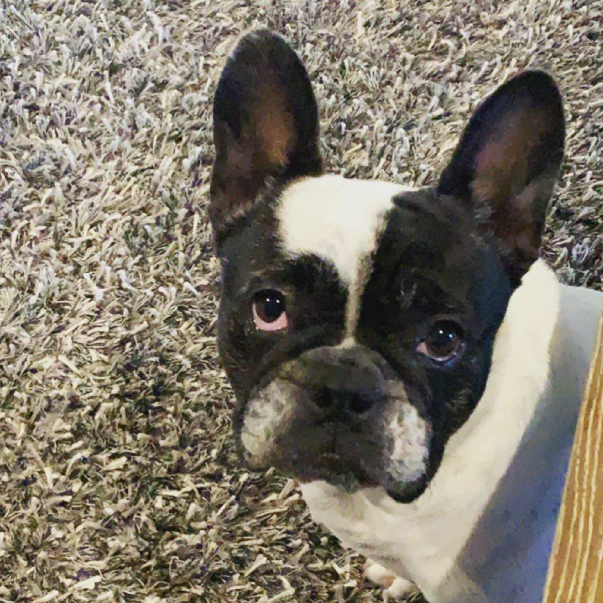 Bella