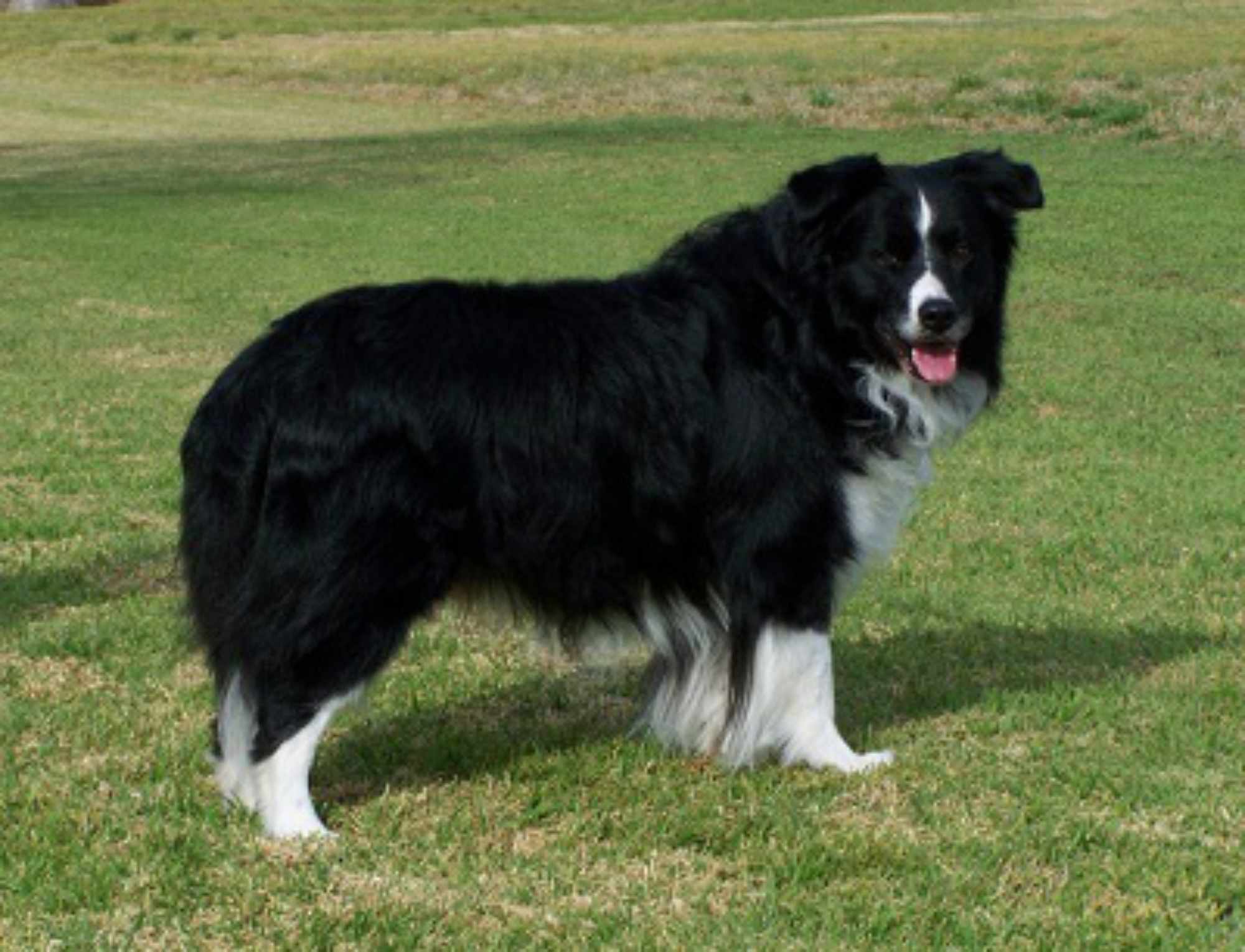 Angus