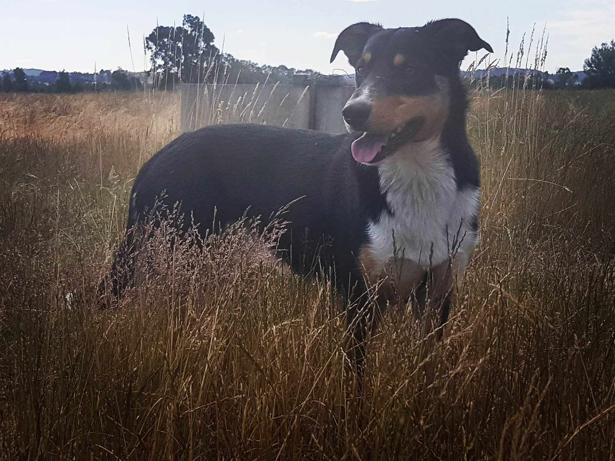 Cooper