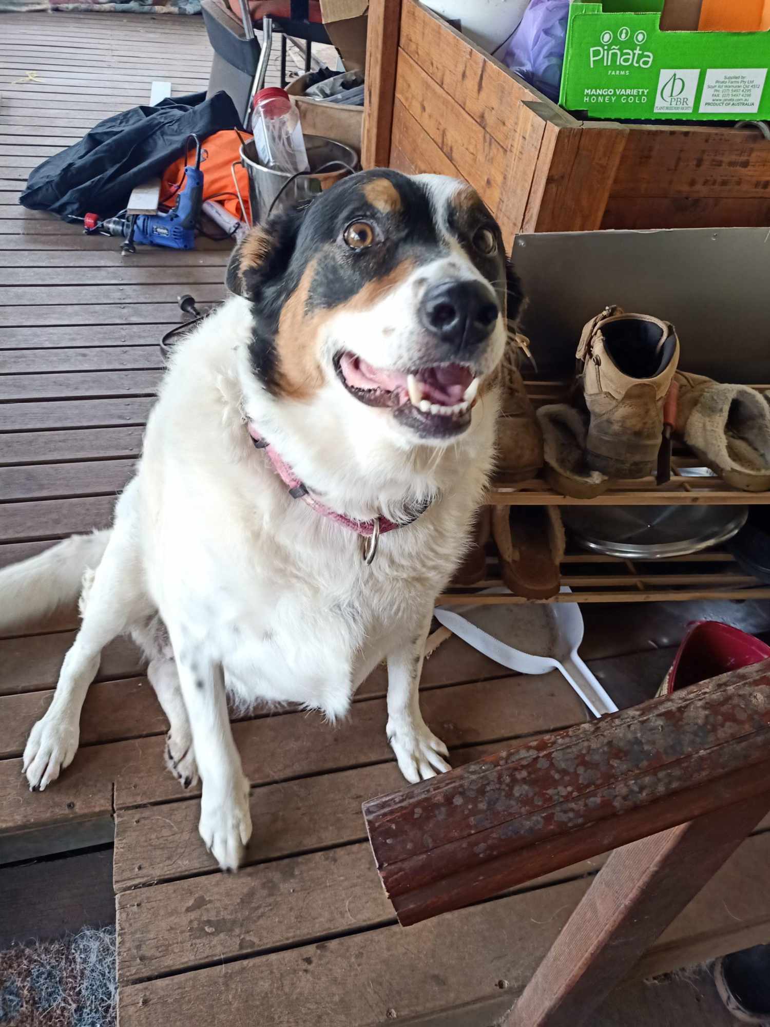 Rosie