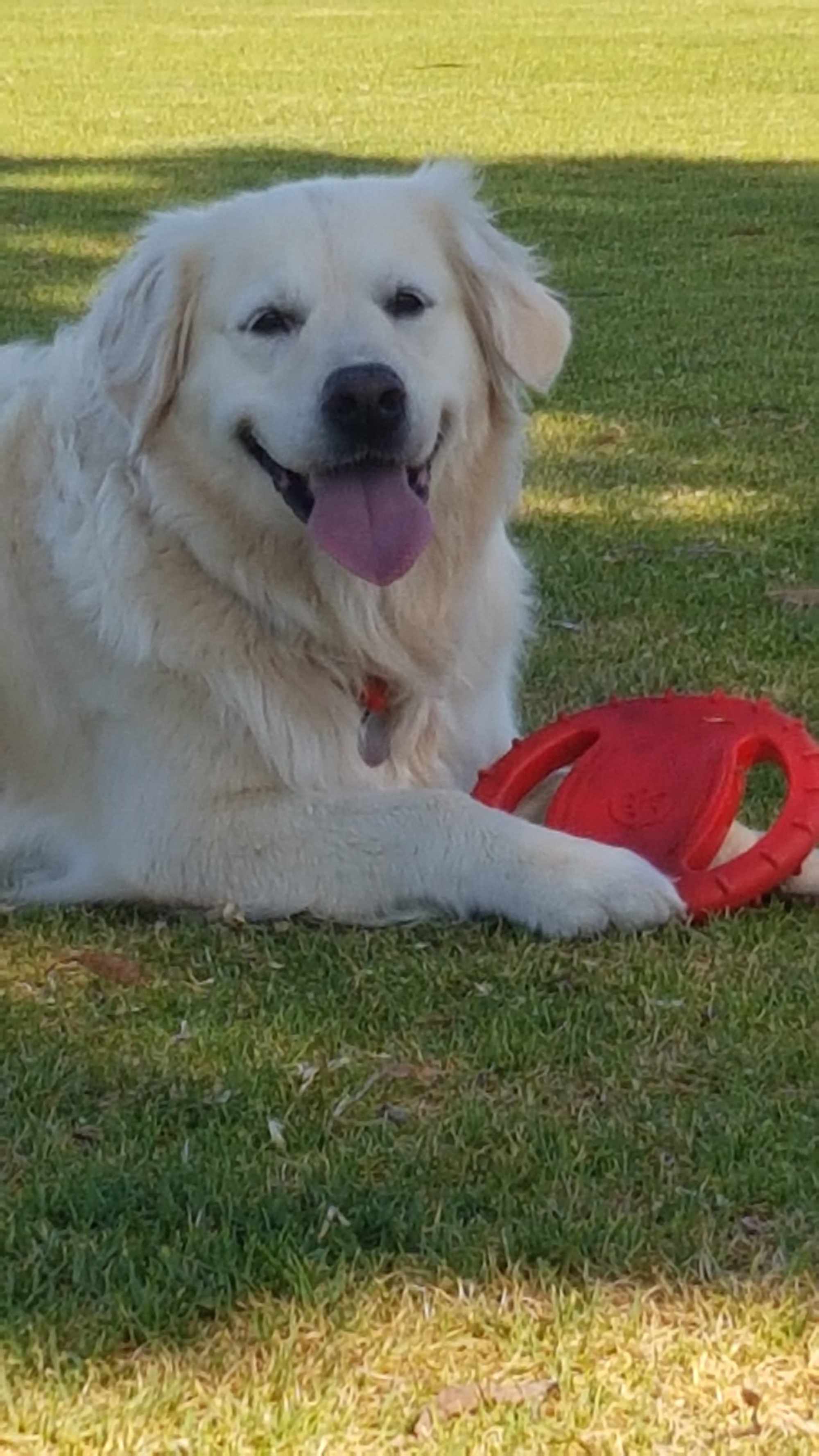 Shelby on Rose-Hip Vital Canine