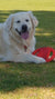 Shelby on Rose-Hip Vital Canine