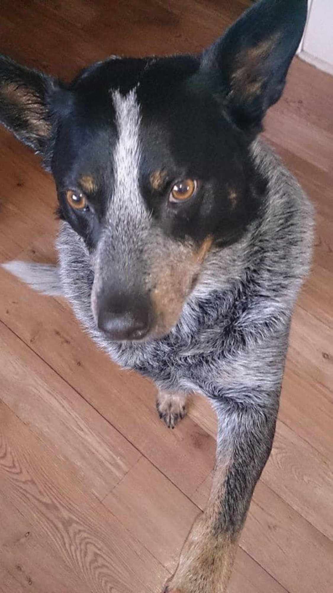 Beau