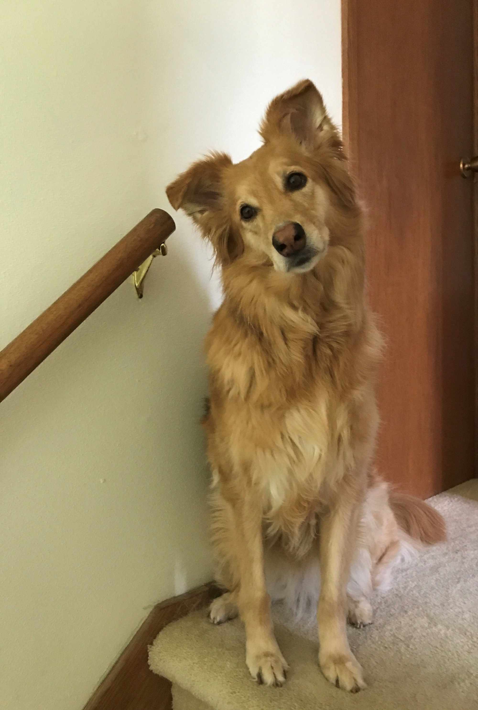 Nala