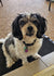 Abbey on Rose-Hip Vital Canine