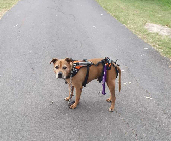 Nikki on Rose-Hip Vital Canine