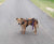 Nikki on Rose-Hip Vital Canine