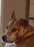 Annie on Rose-Hip Vital Canine