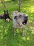 Bear & Kirra on Rose-Hip Vital Canine