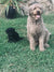 BJ on Rose-Hip Vital Canine