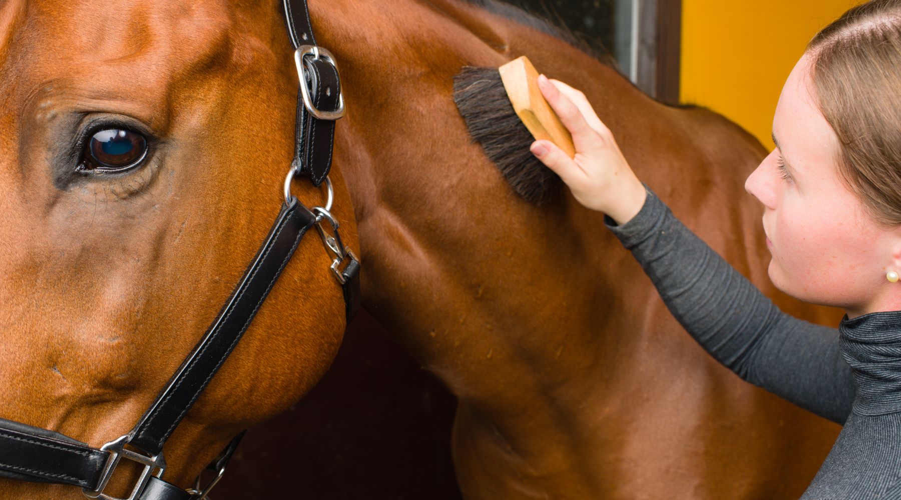 Close-up of young rider caring for her horse
