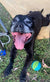 Bailey on Rose-Hip Vital Canine