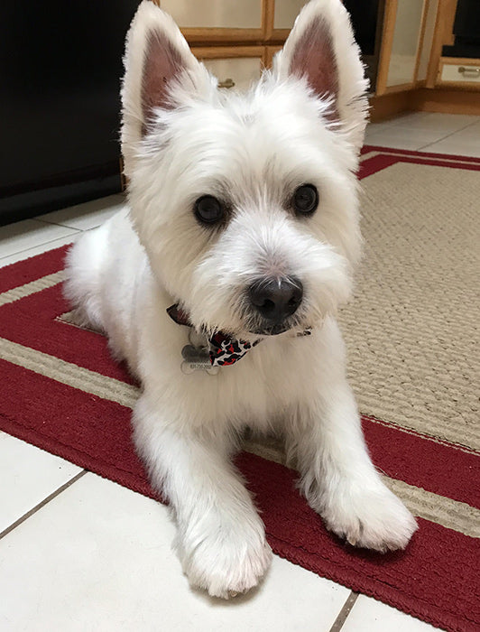 Bailey on Rose-Hip Vital Canine