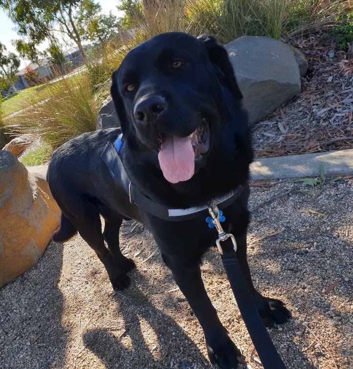 Barney on Rose-Hip Vital Canine