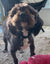 Bear on Rose-Hip Vital Canine