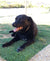 Bella on Rose-Hip Vital Canine