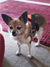 Bella on Rose-Hip Vital Canine