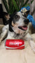 Bluey on Rose-Hip Vital Canine