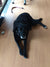 Bonnie on Rose-Hip Vital Canine