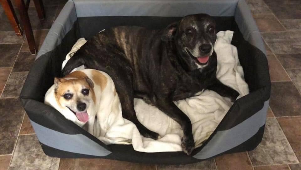 Mia & Sophie on Rose-Hip Vital Canine