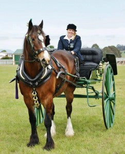 Despite Severe Arthritis And Ringbone Emmas Draught Horse Bridie Is Like A Youngster Again