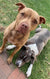 Bubba on Rose-Hip Vital Canine