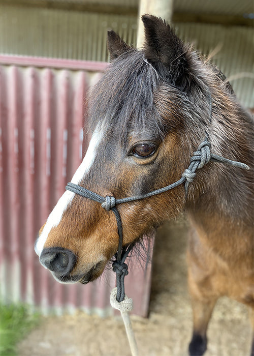 Buddy on Rose-Hip Vital Equine