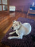 Bundie on Rose-Hip Vital Canine