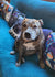 Buster on Rose-Hip Vital Canine