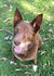 Buster on Rose-Hip Vital Canine