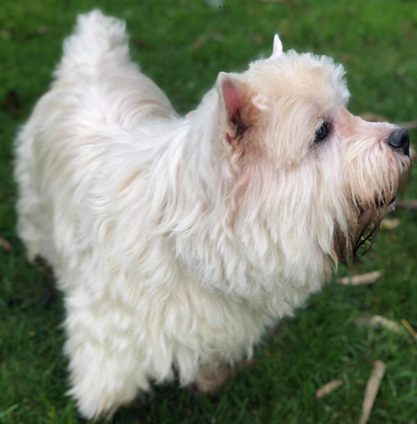 Cal on Rose-Hip Vital Canine