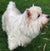 Cal on Rose-Hip Vital Canine