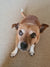 Candy on Rose-Hip Vital Canine
