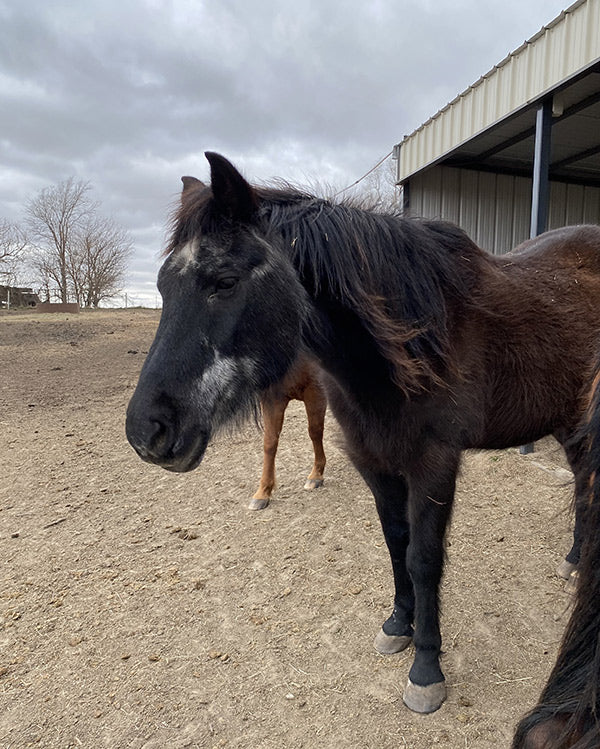 Charlie on Rose-Hip Vital Equine