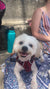 Chester on Rose-Hip Vital Canine